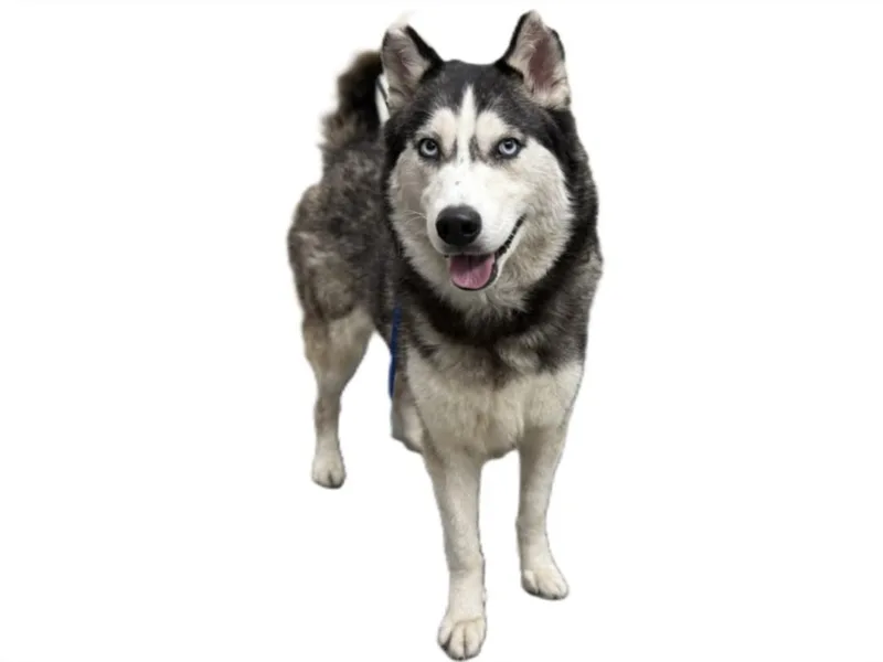 An adult large-sized female Siberian Husky dog named Retsuko for adoption in Los Angeles, CA