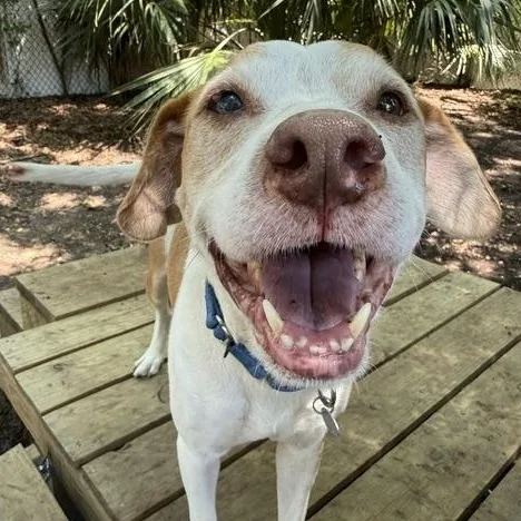 An adult medium-sized male Yellow / Tan / Blond / Fawn Mixed Breed dog named Elliot for adoption in Charleston, SC