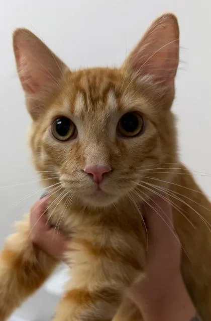 A baby small-sized male Domestic Short Hair cat named Tropicana for adoption in Sacramento, CA