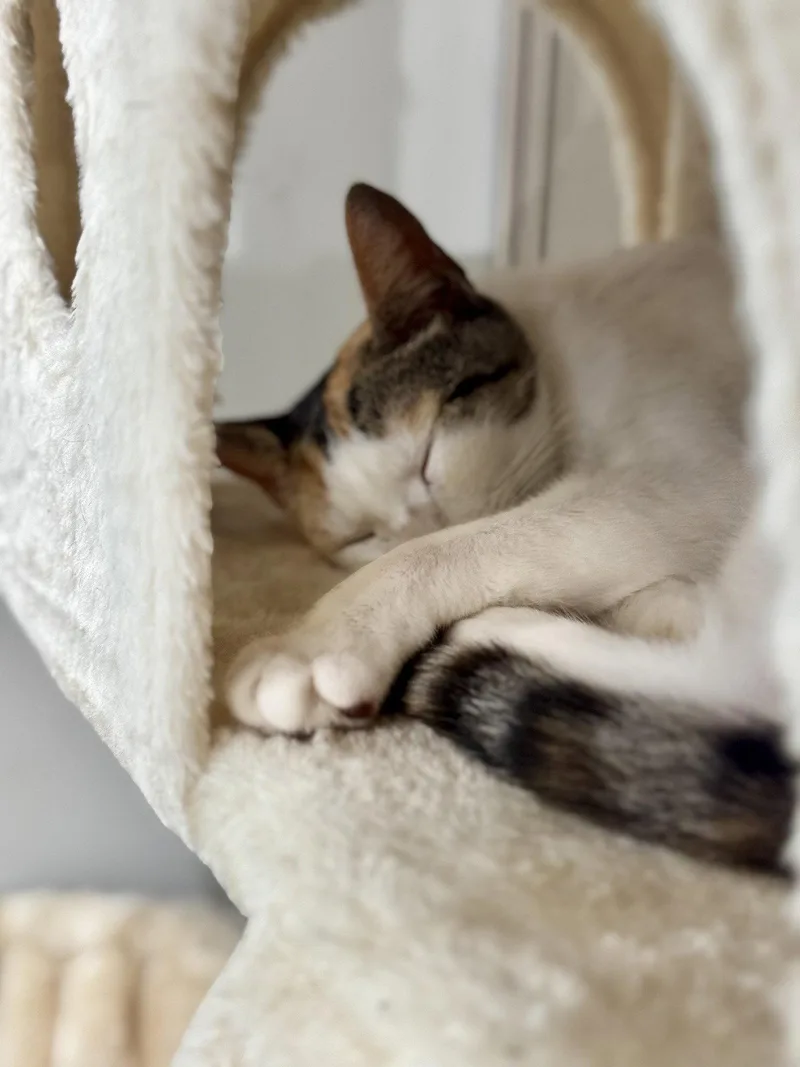 A young medium-sized female Domestic Short Hair cat named Clarissa for adoption in Hilton Head Island, SC