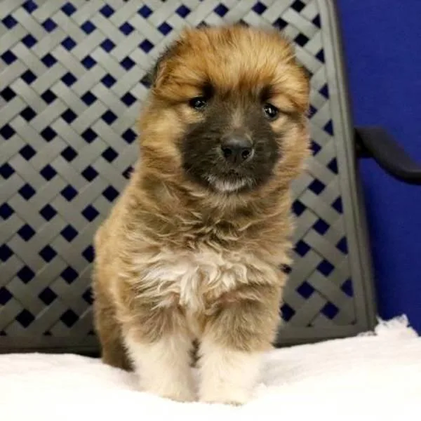 A baby small-sized female Shetland Sheepdog / Sheltie dog named Cora for adoption in Midland, TX