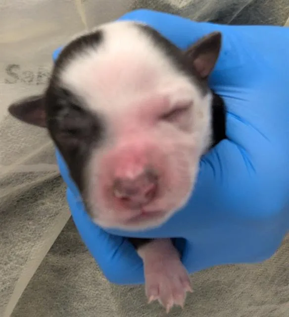 A baby small-sized female Australian Cattle Dog / Blue Heeler dog named Honey Butter for adoption in Las Vegas, NV