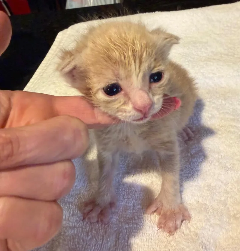 A baby small-sized male Domestic Short Hair cat named Concolor for adoption in Meriden, CT