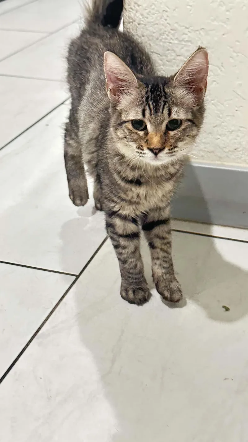 A baby small-sized female Tabby (Buff / Tan / Fawn) Tabby cat named Pearl for adoption in SCOTTSDALE, AZ