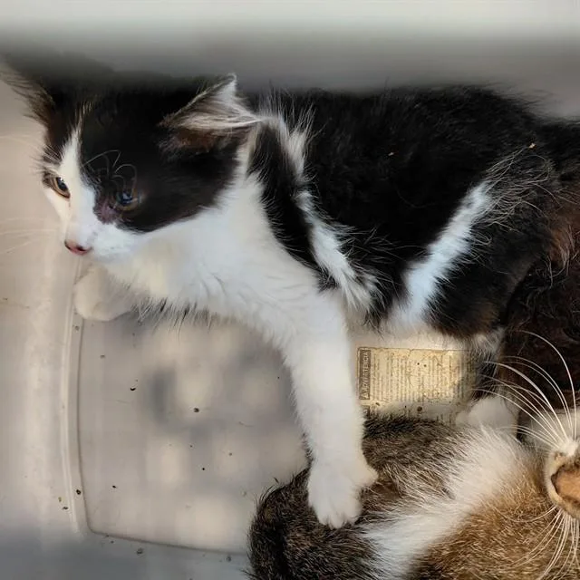 A baby small-sized female Domestic Short Hair cat named Spice Nugget for adoption in Huntsville, AL