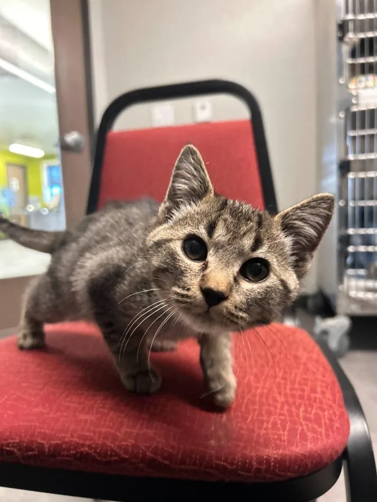 A baby medium-sized female Domestic Short Hair cat named Schatzi for adoption in Minot, ND