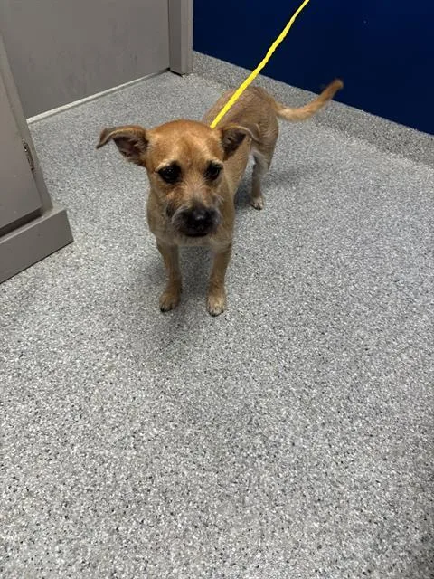 A young small-sized male Chihuahua dog named Draco for adoption in Pasadena, TX