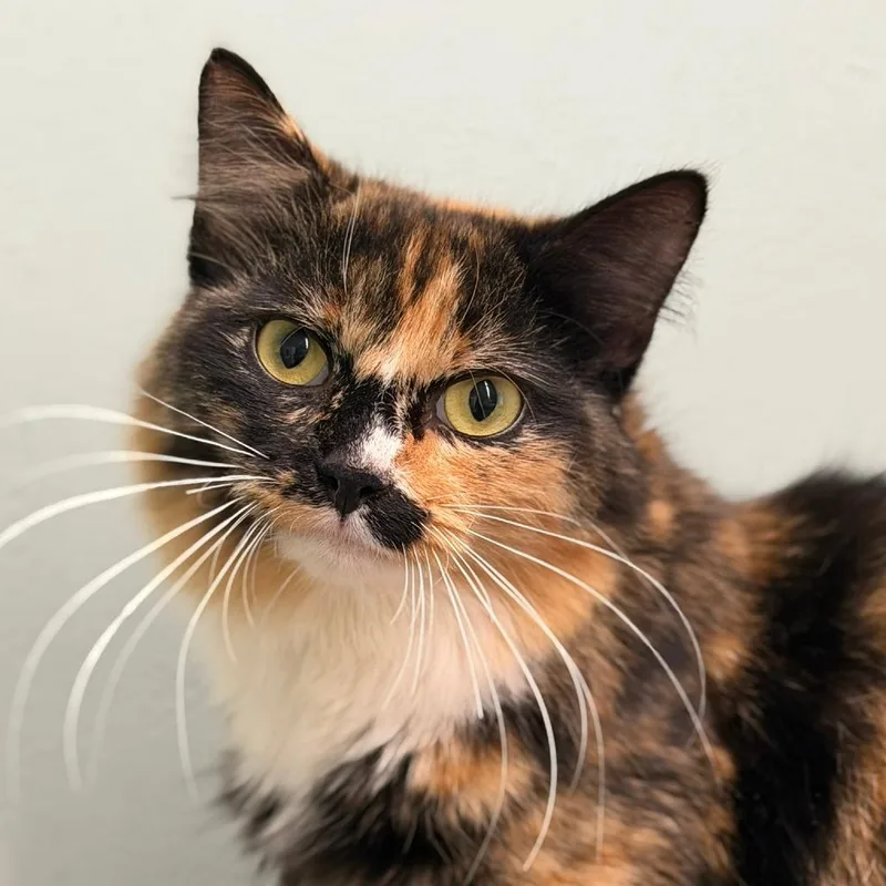 Tammy