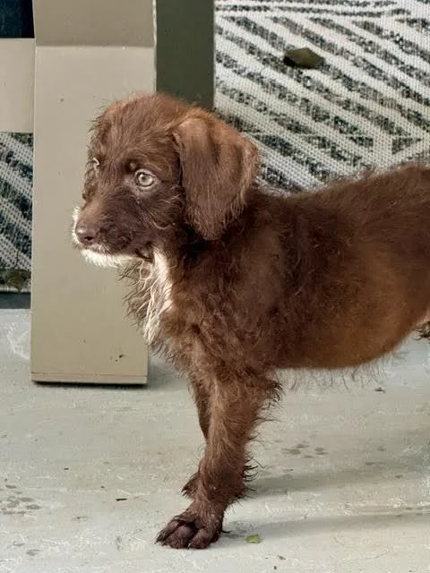A baby medium-sized female Poodle dog named Kalahari for adoption in Cumming, GA