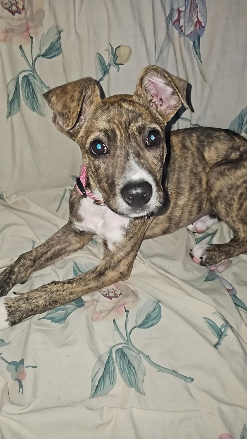 A baby medium-sized female Plott Hound dog named Piper for adoption in Elkhorn, WI