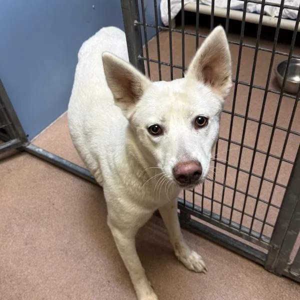 An adult large-sized female Siberian Husky dog named Bella for adoption in San Diego, CA
