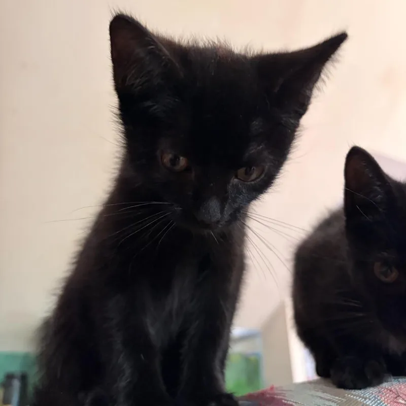 A baby small-sized female Black Domestic Short Hair cat named Sonic for adoption in Huntington, WV
