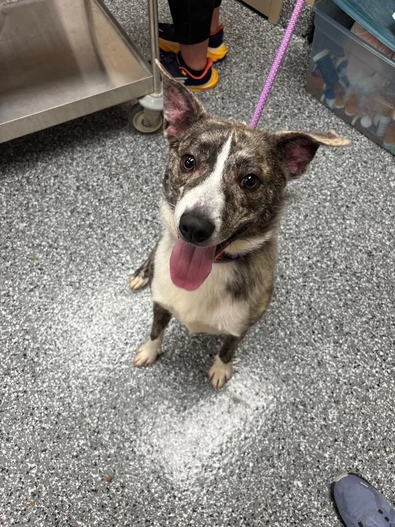 A young large-sized male Mixed Breed dog named George for adoption in Liverpool, NY