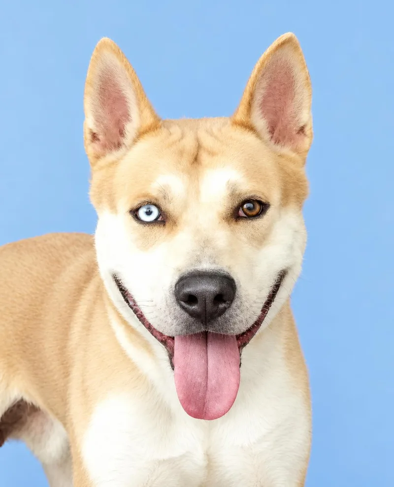 An adult large-sized male Husky dog named Mikey for adoption in Pasadena, CA