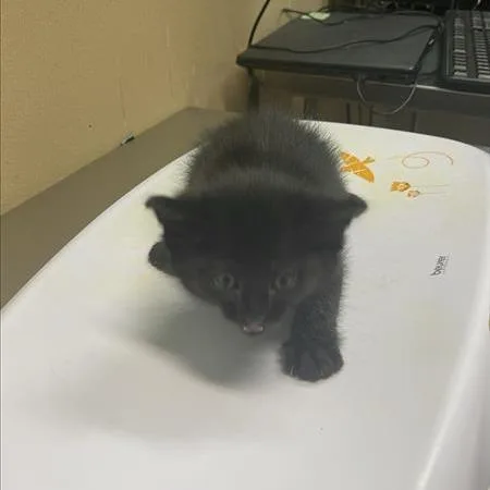 A baby small-sized female Black Domestic Short Hair cat named Star for adoption in Tacoma, WA
