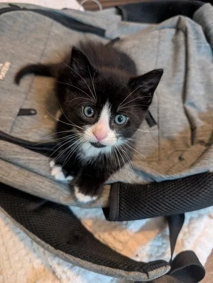A baby small-sized male Domestic Short Hair cat named Milk Toast for adoption in West Chester, PA