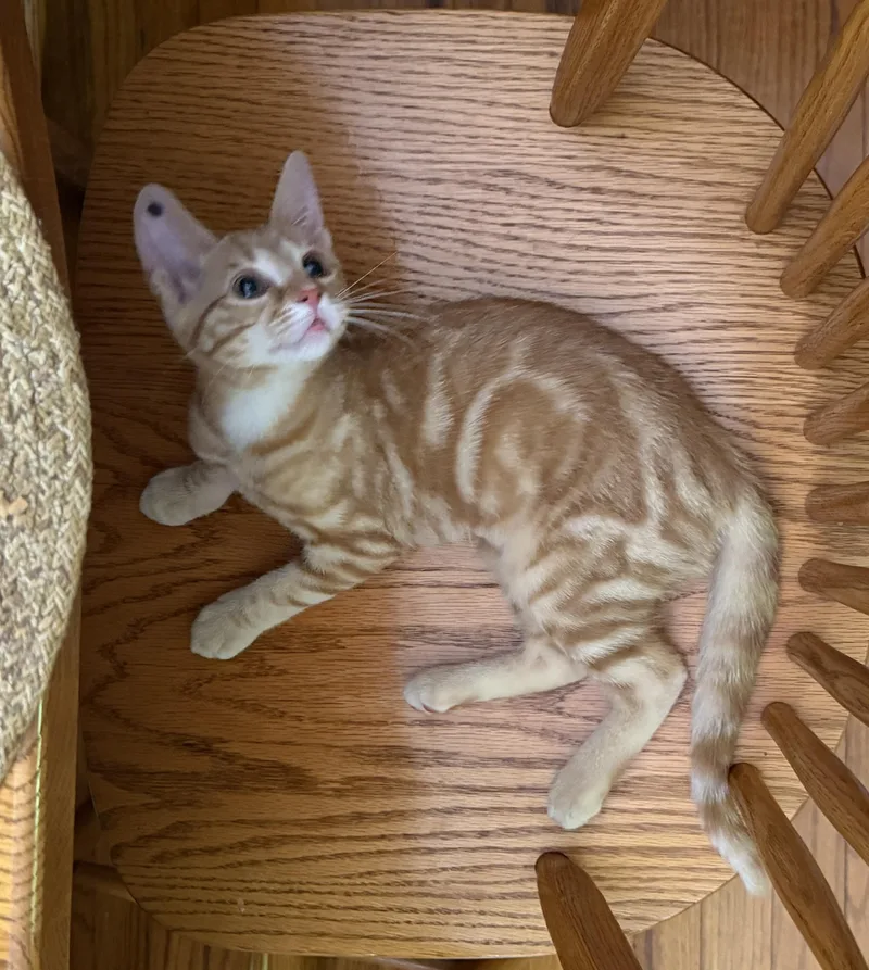 A baby medium-sized female Orange & White Domestic Short Hair cat named Coral for adoption in Salt Point, NY