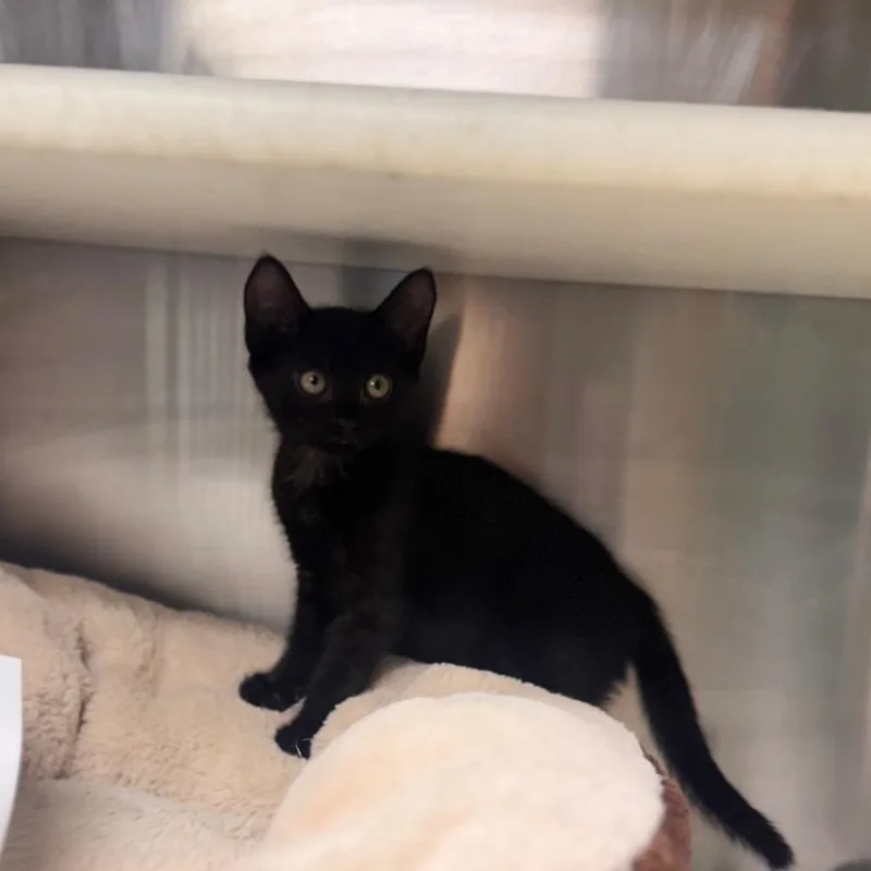 A baby small-sized female Black Domestic Short Hair cat named Speckle for adoption in Starkville, MS
