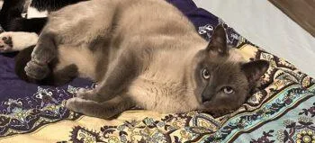 An adult small-sized male Domestic Short Hair cat named Leo for adoption in West Chester, PA