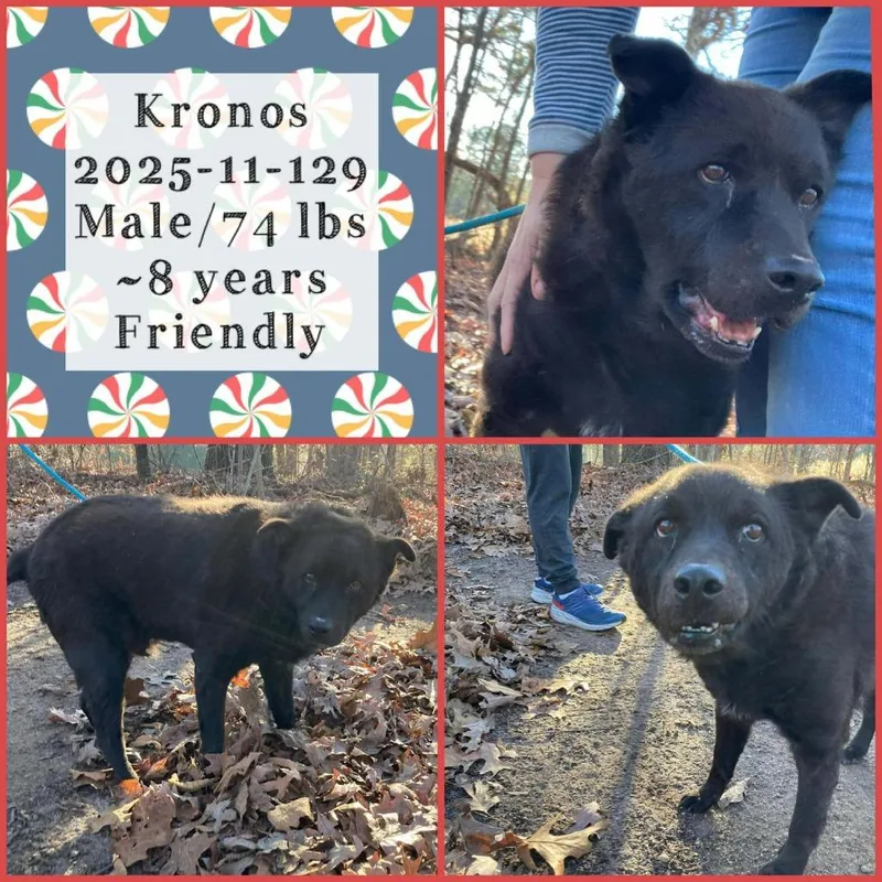 A senior large-sized male Labrador Retriever dog named Kronos for adoption in Winder, GA