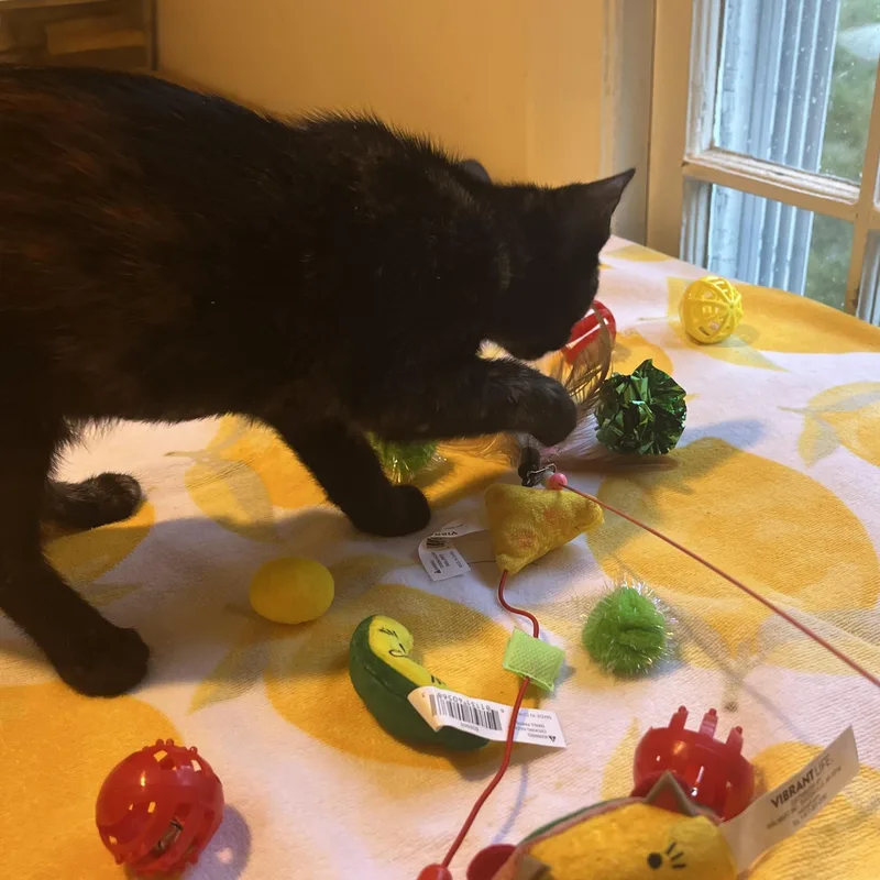 A baby medium-sized female Tortoiseshell Domestic Short Hair cat named Reibe for adoption in Norwalk, CT