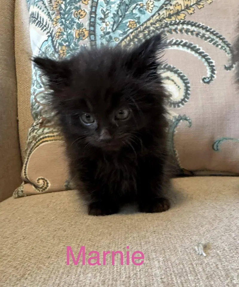 Marnie thumbnail 4