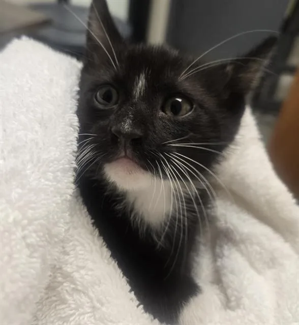 A baby small-sized male Domestic Short Hair cat named Blackseal for adoption in Auburn, CA