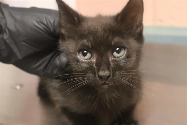 A baby small-sized female Domestic Short Hair cat named Cheyenne for adoption in Columbia, SC