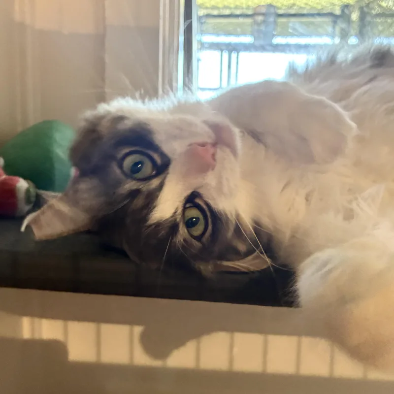 Mr. Cookie thumbnail 2