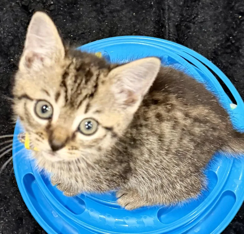 A baby medium-sized female Tabby cat named Mystra for adoption in Weems, VA