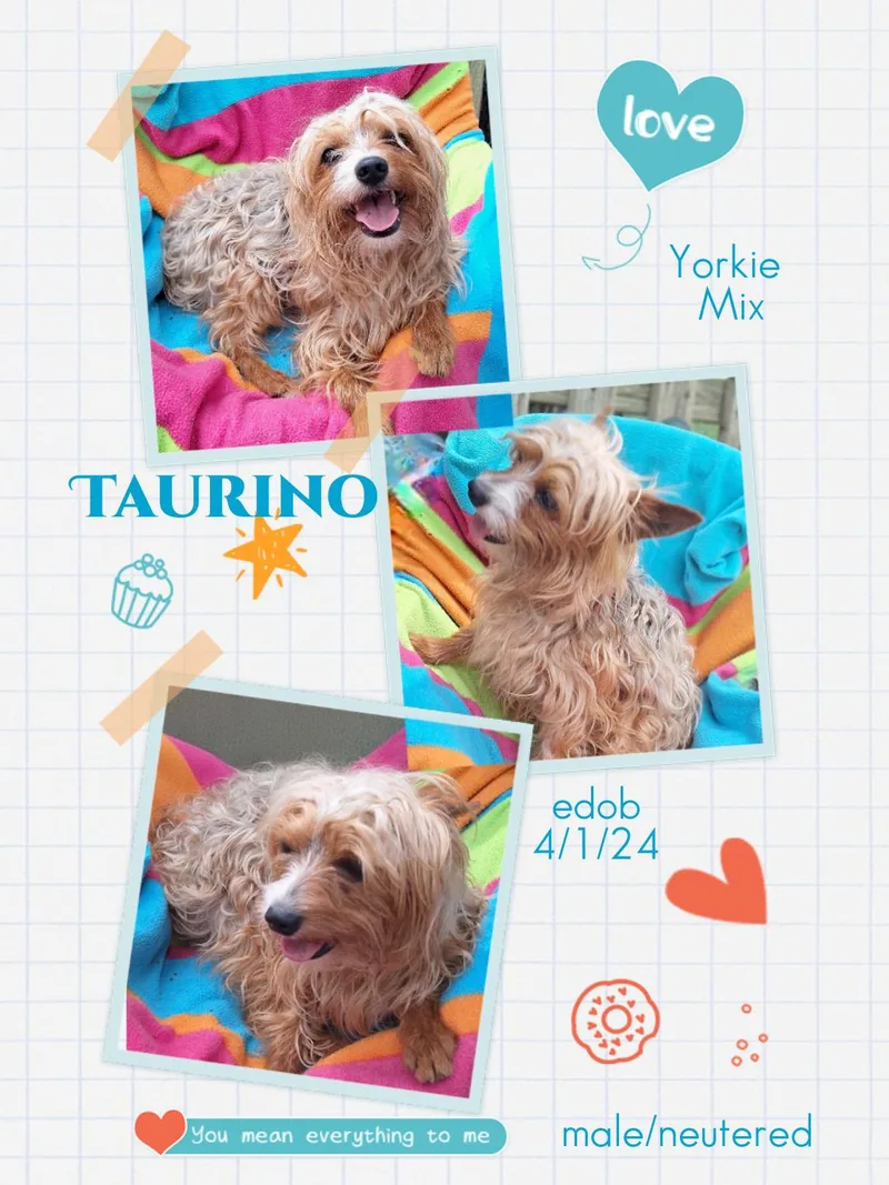 Taurino Brt thumbnail 4
