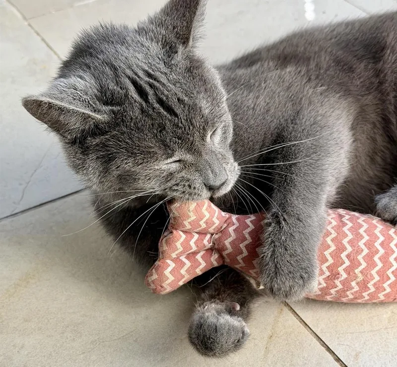 An adult medium-sized male Gray / Blue / Silver Domestic Short Hair cat named Tumbleweed for adoption in Chicago, IL