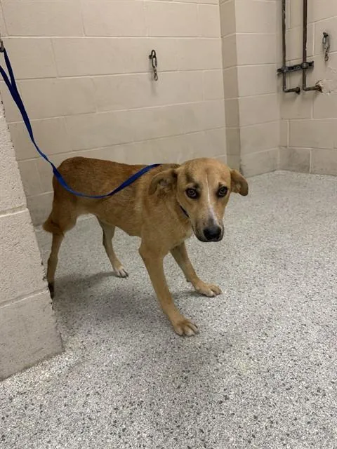 A young medium-sized female Labrador Retriever dog named A for adoption in Conroe, TX