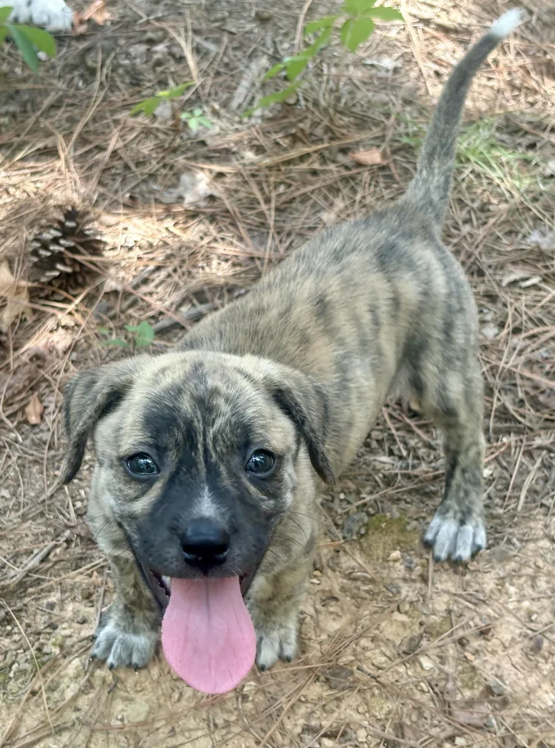 A young medium-sized female Brindle Hound dog named Pippa for adoption in Waxhaw, NC