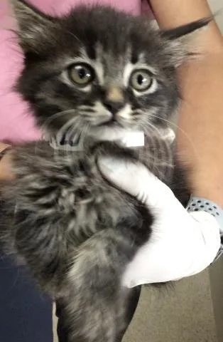 A baby small-sized female Domestic Short Hair cat named Hansel for adoption in Riverside, CA