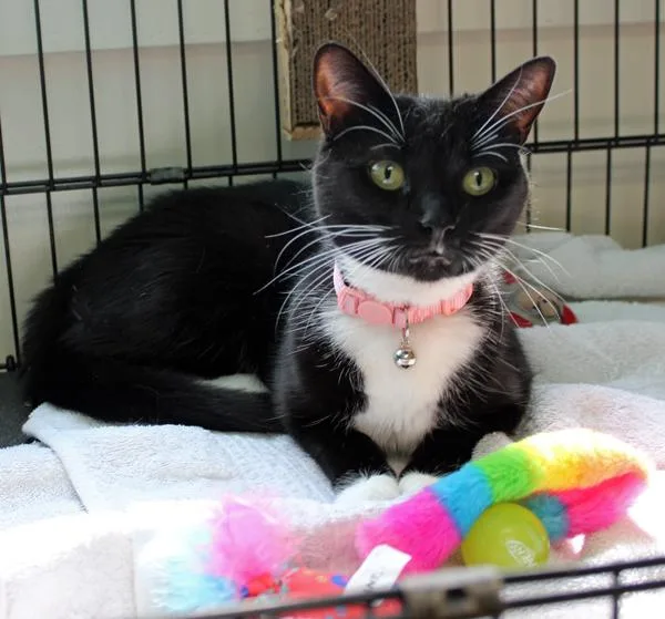 An adult medium-sized female Black & White / Tuxedo Domestic Short Hair cat named Nakita And Rosie for adoption in Mansfield, MA