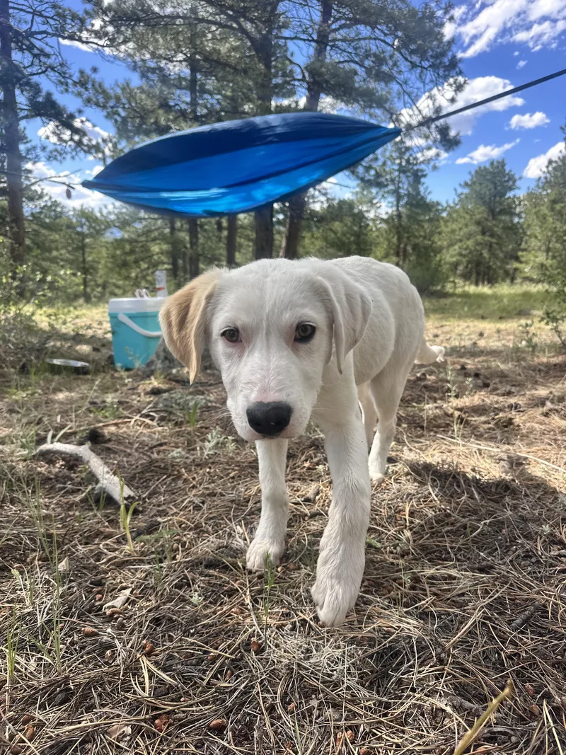 A baby medium-sized male White / Cream Cattle Dog dog named Biscuit for adoption in Commerce City, CO