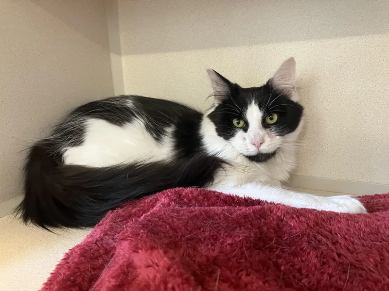 A young medium-sized male Black & White / Tuxedo Domestic Long Hair cat named Tedward for adoption in Eatontown, NJ