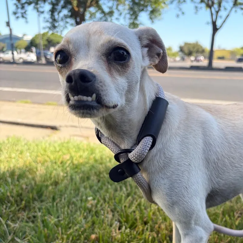 Dingo