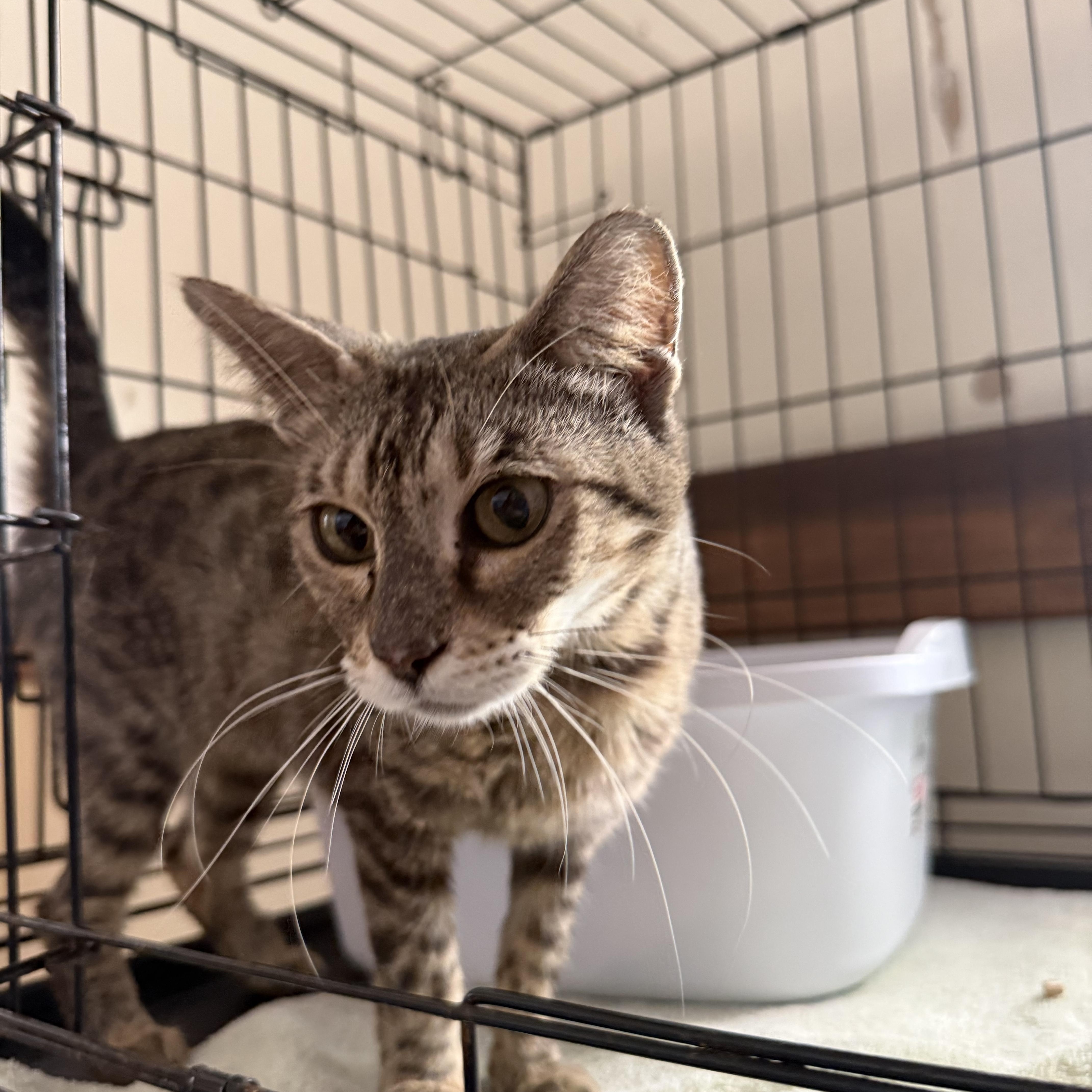 An adult medium-sized female Tabby (Brown / Chocolate) Domestic Short Hair cat named Aosta for adoption in Lauderhill, FL