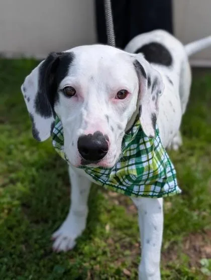 A young medium-sized male Terrier dog named Waldo for adoption in Gulfport, MS