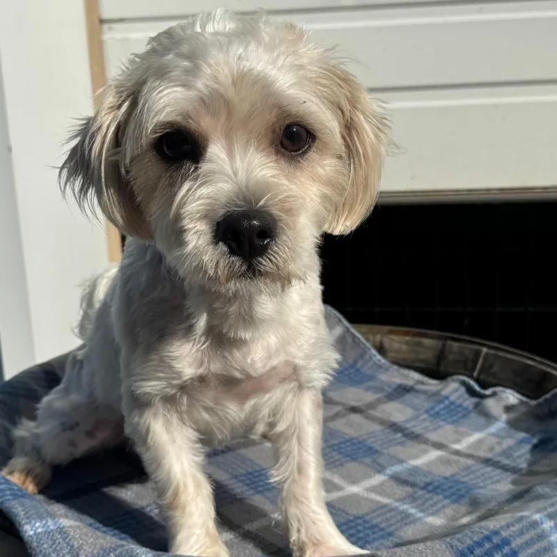 An adult small-sized male Lhasa Apso dog named Norman for adoption in Newberg, OR