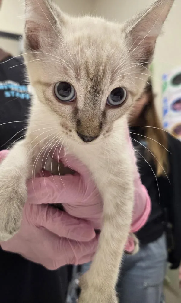 A baby small-sized female Domestic Short Hair cat named Dreamfyre for adoption in El Cajon, CA