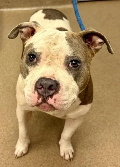 An adult large-sized male Mixed Breed dog named Don for adoption in Chamblee, GA