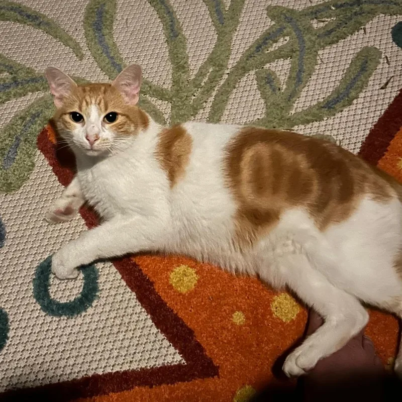 An adult small-sized male Orange / Red Domestic Short Hair cat named Dreamsicle for adoption in Houston, TX