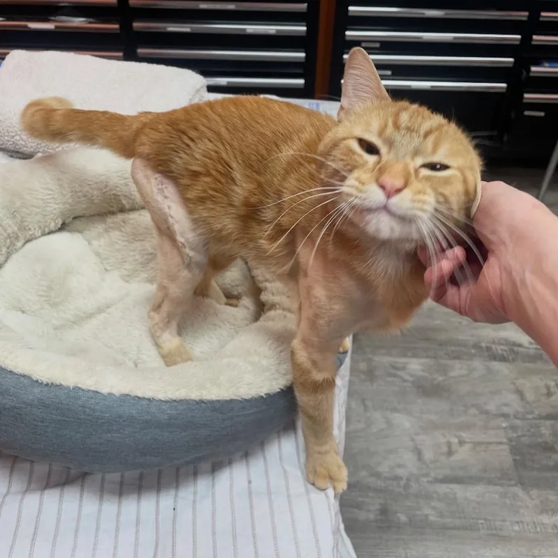 An adult medium-sized male Domestic Short Hair cat named Agent Cooper for adoption in Spring, TX