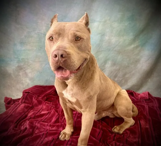 A young large-sized male Pit Bull Terrier dog named Duke for adoption in Salinas, CA