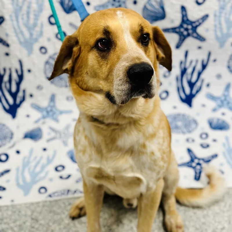An adult large-sized male Red / Chestnut / Orange English Coonhound dog named Judah for adoption in Manahawkin, NJ