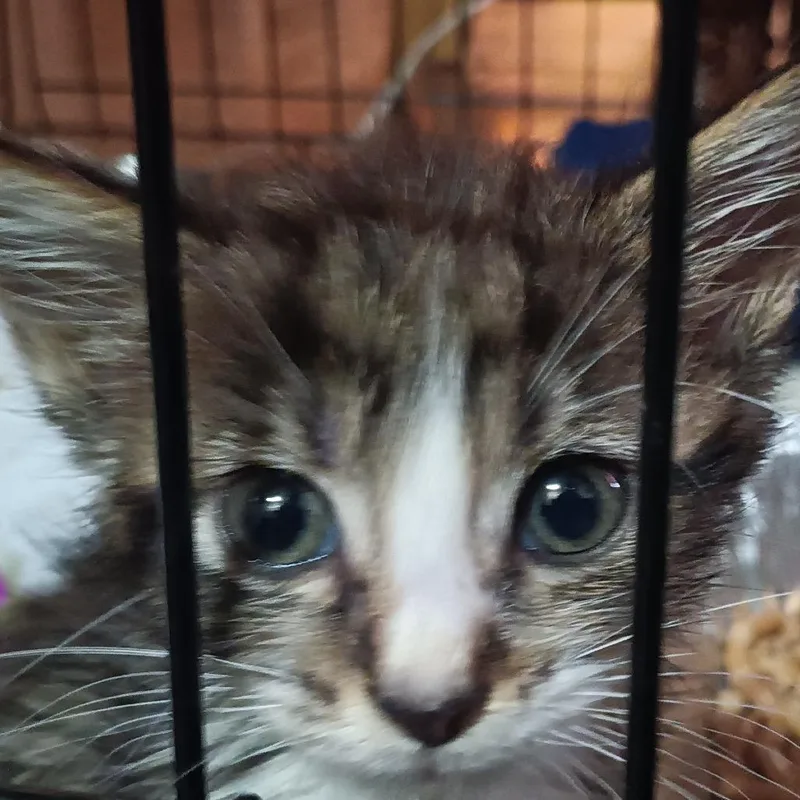 A baby small-sized male Brown / Chocolate Domestic Short Hair cat named Scout for adoption in Marion, IL
