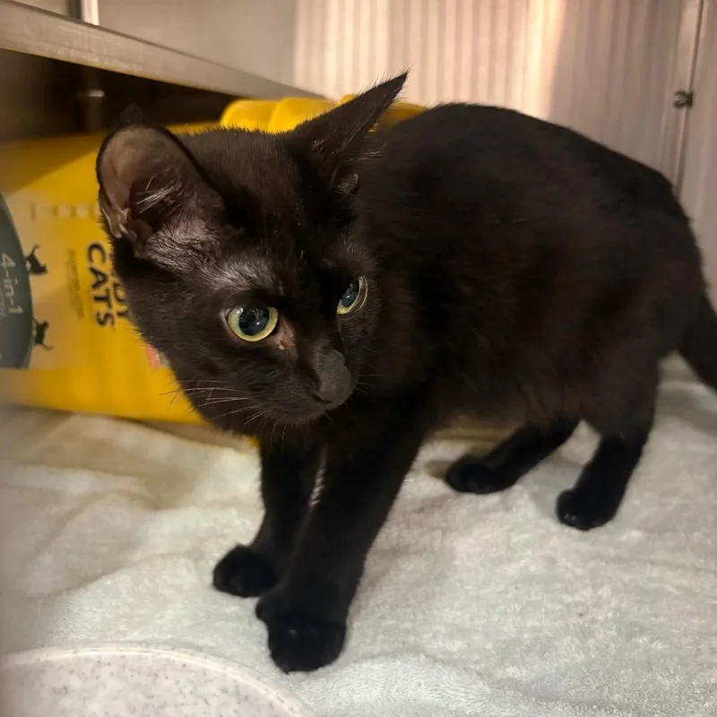A young medium-sized female Black Domestic Short Hair cat named Boo for adoption in Manhattan, KS